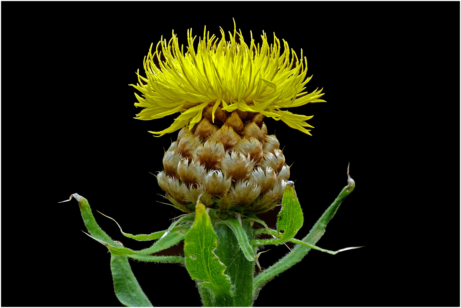 Gelbe Riesen-Flockenblume Foto & Bild | pflanzen, pilze & flechten ...