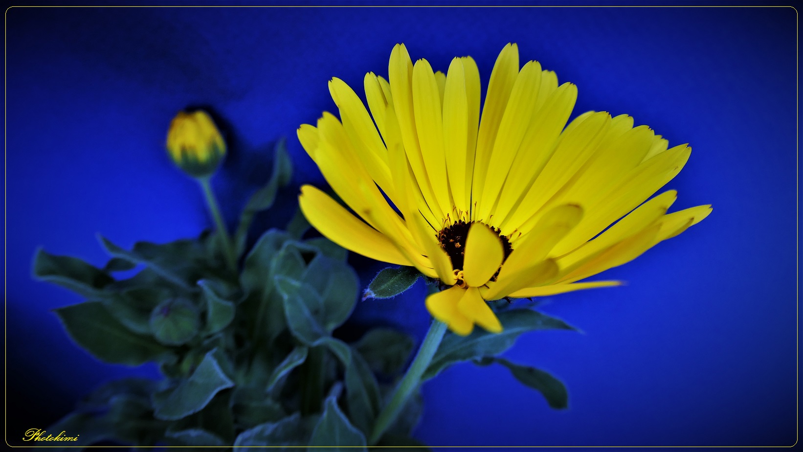 Gelbe Ringelblume vor dem blauen Hintergrund