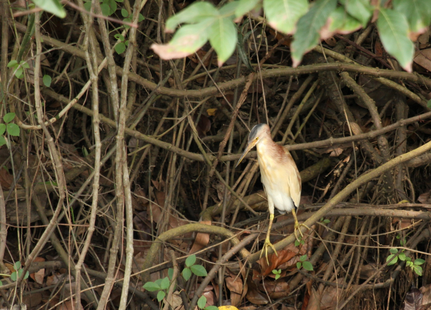 Gelbe Rohrdommel auf der Jagd