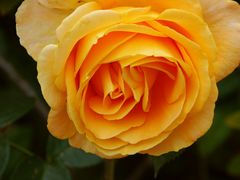 Gelbe Rose-01