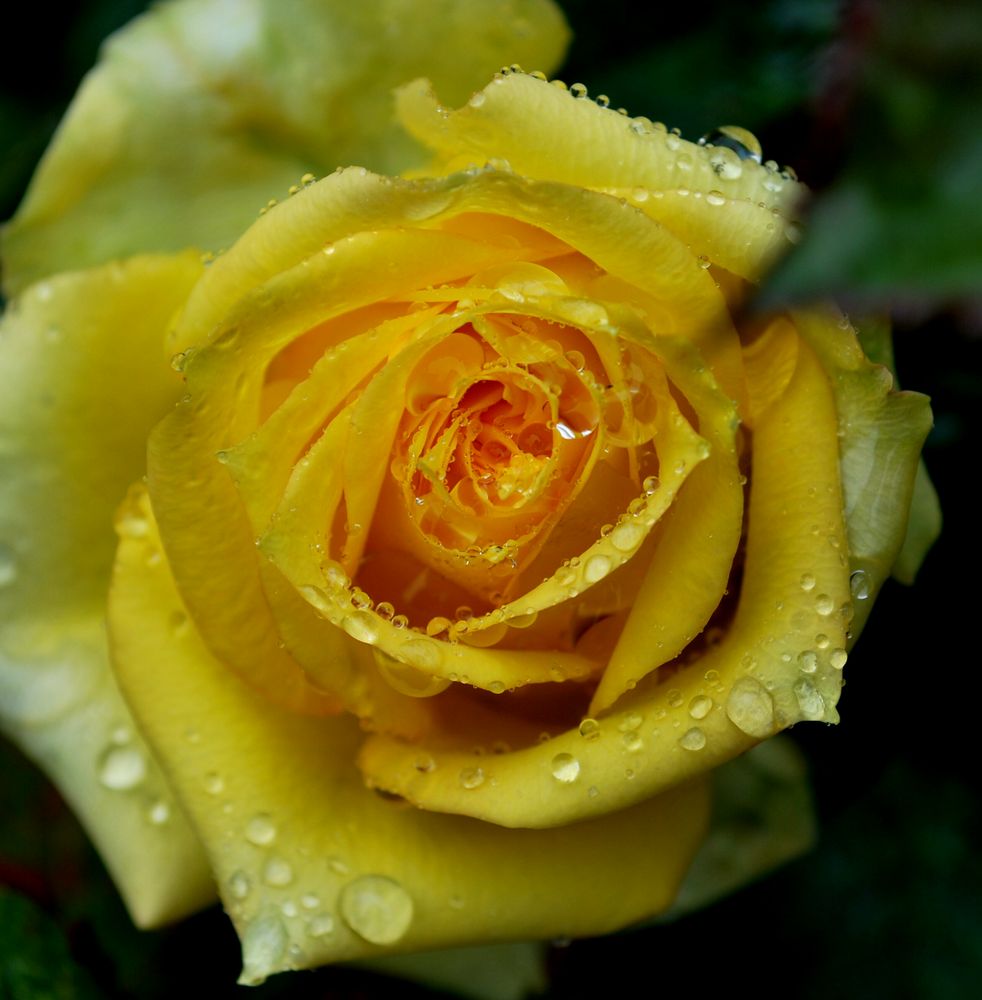 Gelbe Rose Foto & Bild pflanzen, pilze & flechten, blüten & kleinpflanzen, rosen Bilder auf Gelbe Rose Foto & Bild pflanzen, pilze & flechten, blüten & kleinpflanzen, rosen Bilder auf