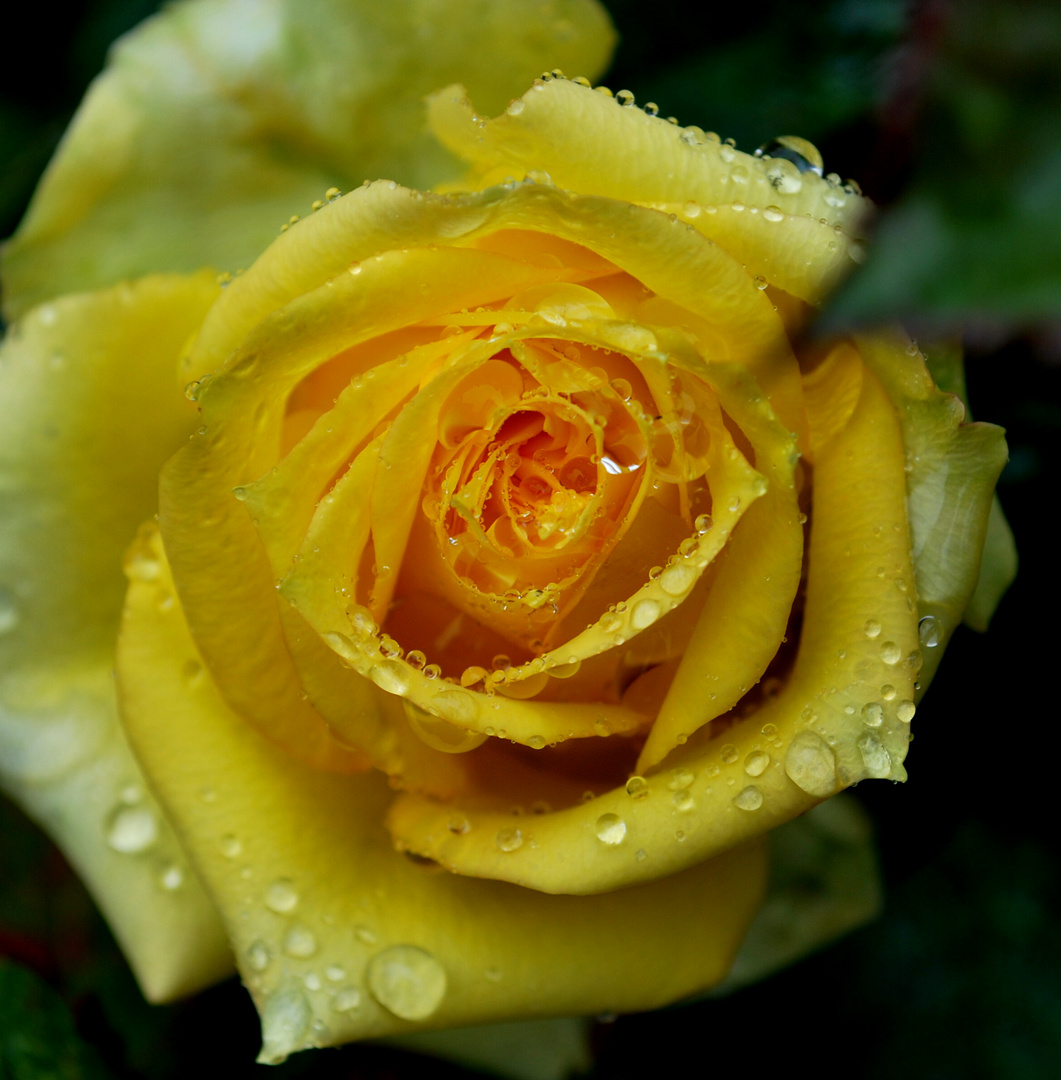 Bild Gelbe Rose: A Comprehensive Guide to Its History, Benefits, and Value