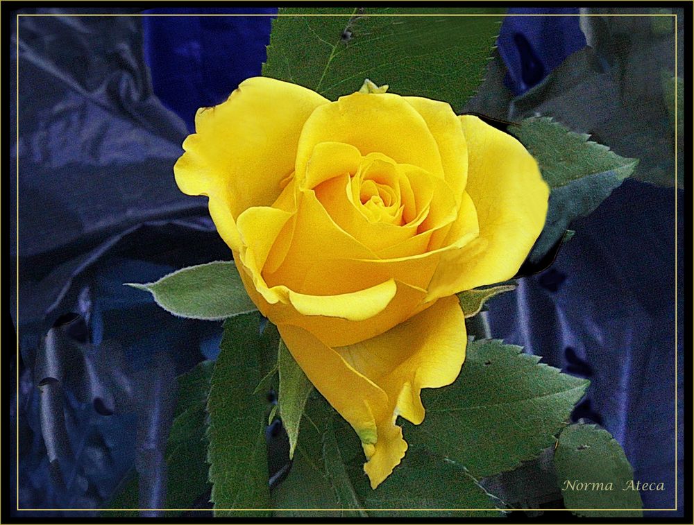  Gelbe Rose 