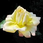 Gelbe Rose (1) ...