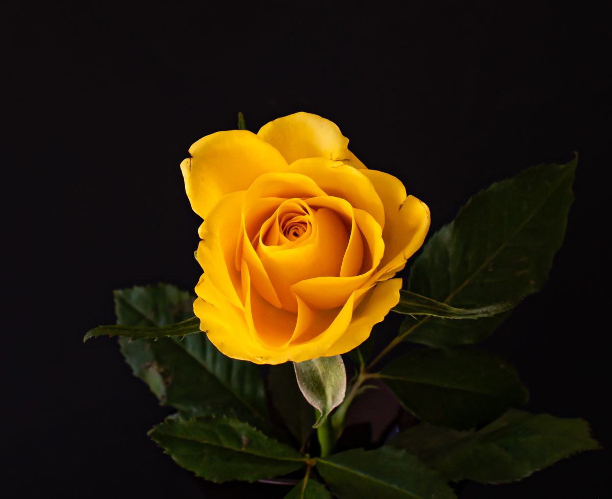 Gelbe Rose 1171-2