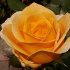 Gelbe-Rose
