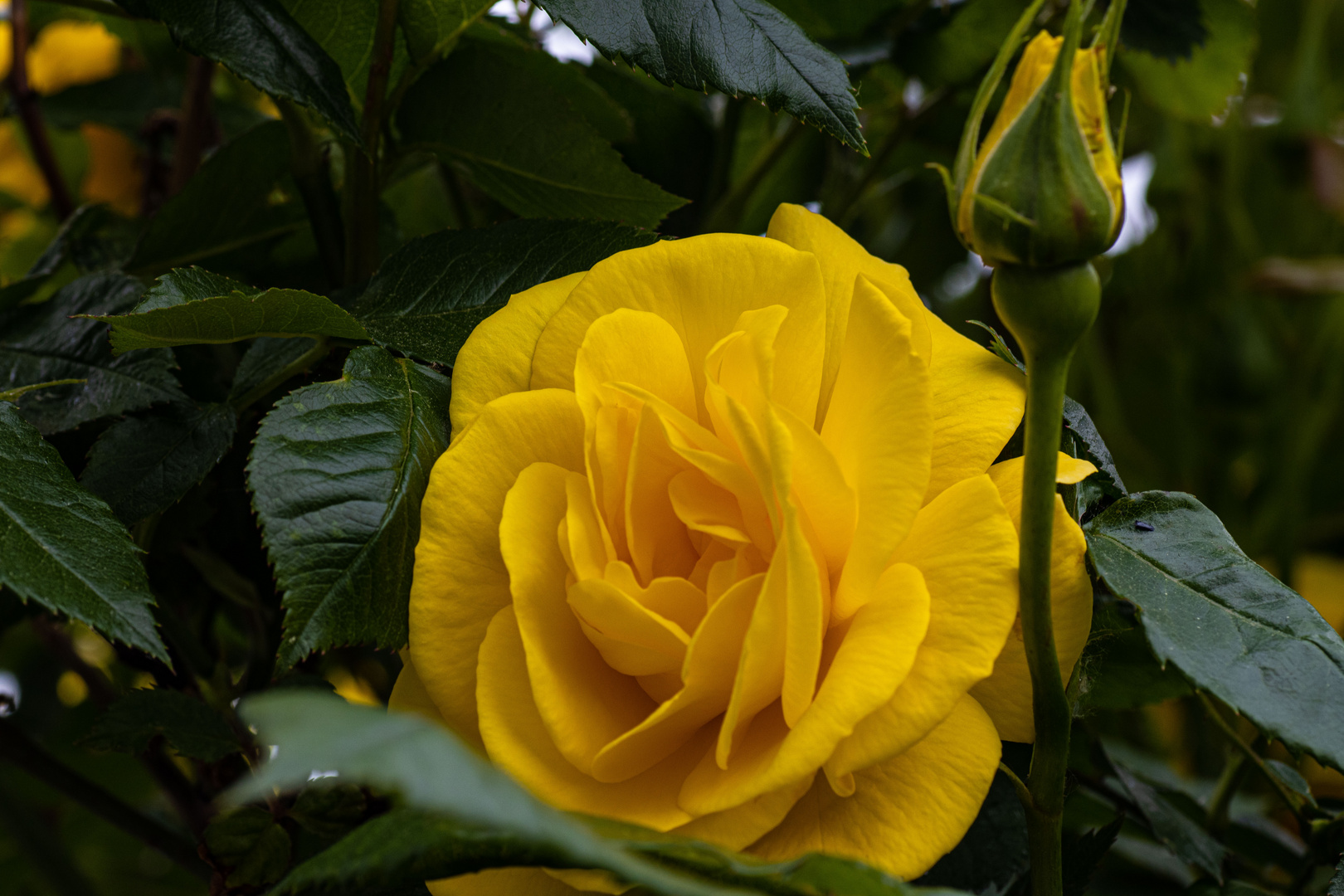 Gelbe Rose 2