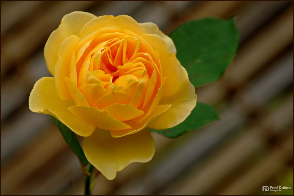 Gelbe Rose Foto & Bild pflanzen, pilze & flechten, blüten & kleinpflanzen, rosen Bilder auf Gelbe Rose Foto & Bild pflanzen, pilze & flechten, blüten & kleinpflanzen, rosen Bilder auf