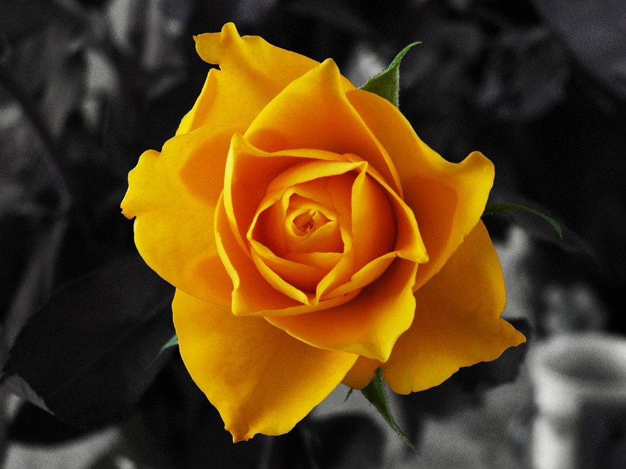 Gelbe Rose 3