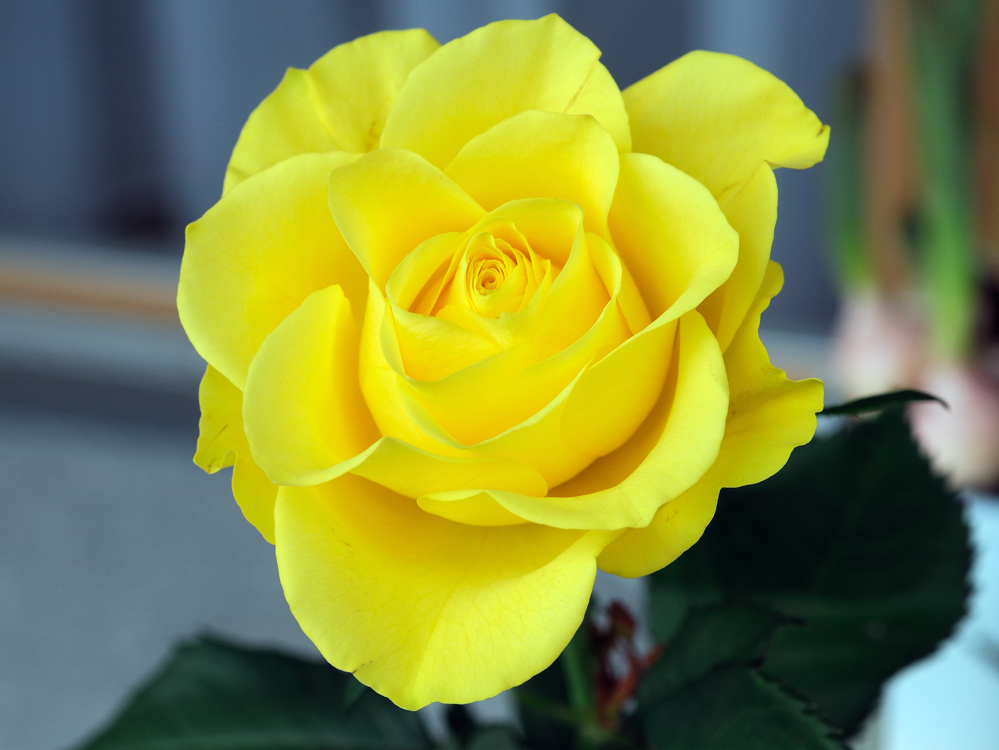 Gelbe Rose Foto & Bild | pflanzen, pilze & flechten, blüten
