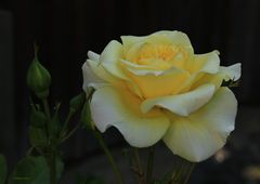  gelbe Rose