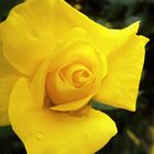 .Gelbe Rose .