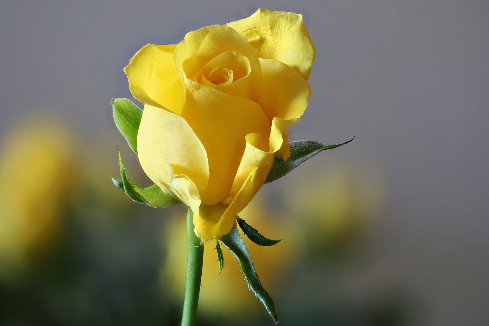 Gelbe Rose!