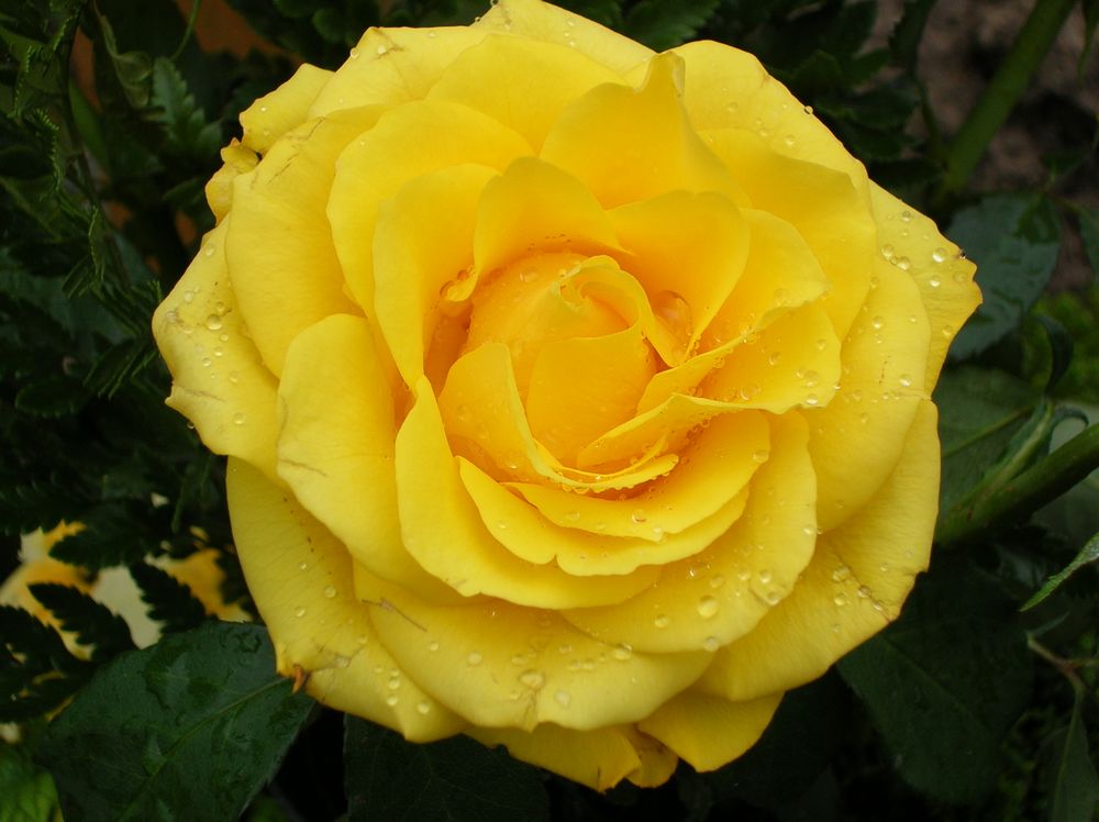 Gelbe Rose von hatschusep 