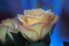 Gelbe Rose.... von Thomas Zech