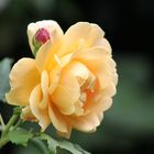 gelbe Rose