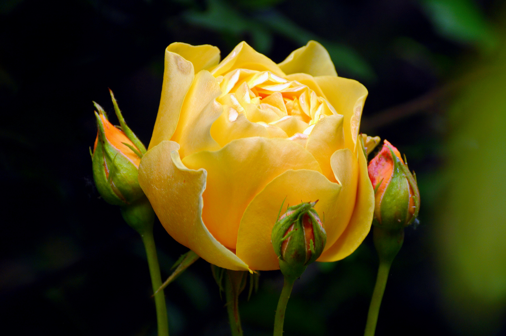 Bild Gelbe Rose: A Comprehensive Guide to Its History, Benefits, and Value