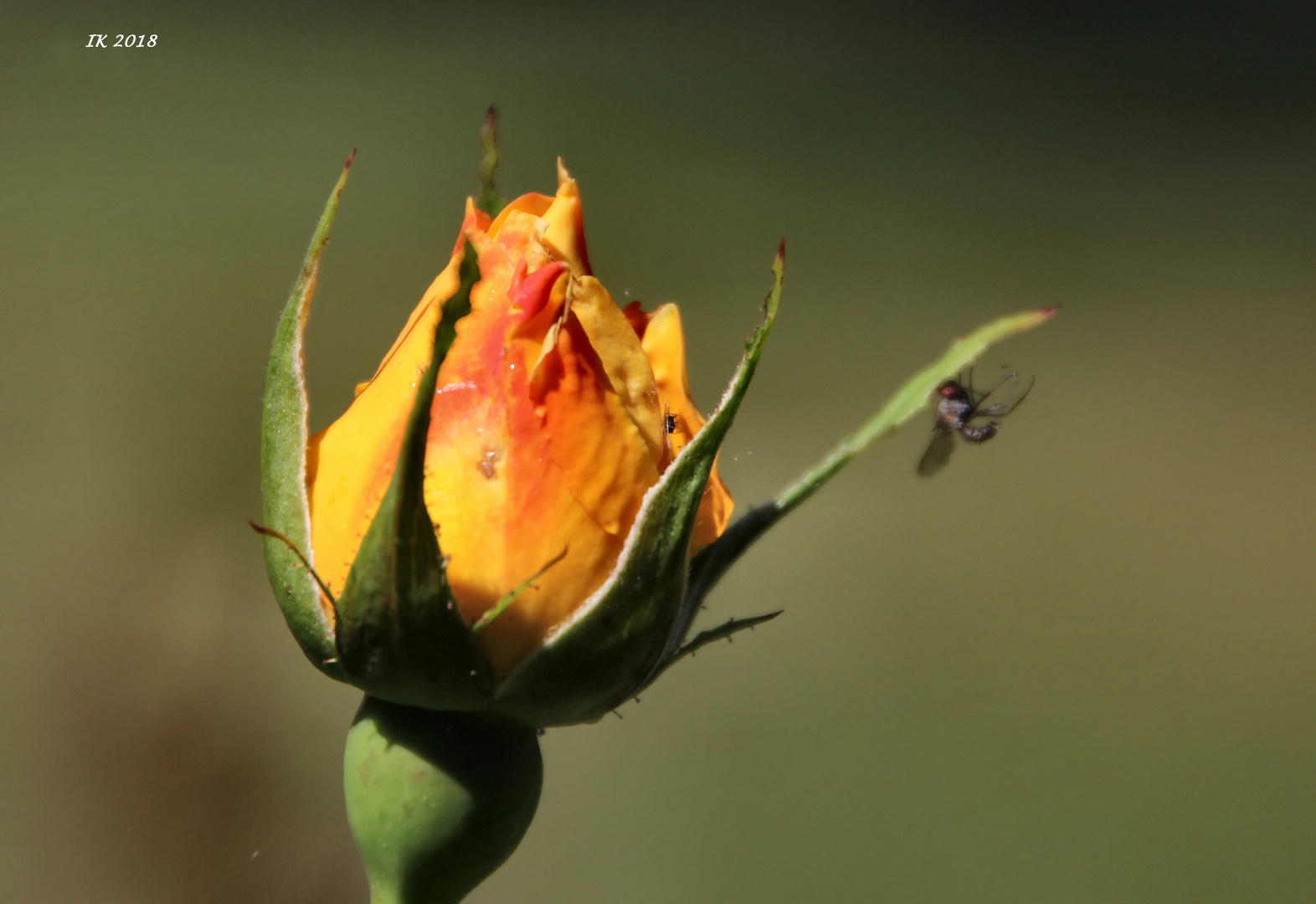 gelbe Rose als Mittwochsblümchen