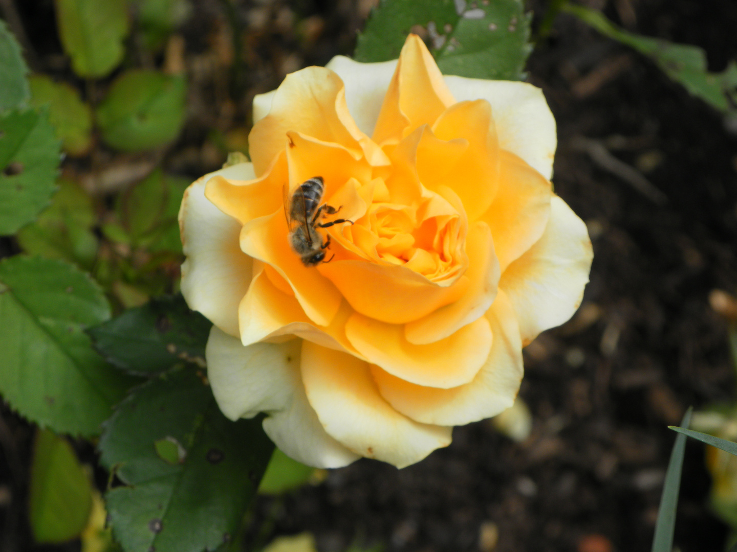 gelbe Rose aus meinem Garten