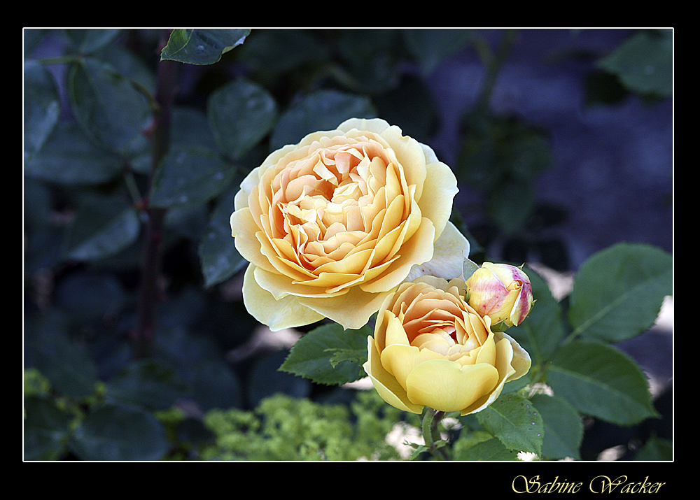 Gelbe Rose aus unserem Garten