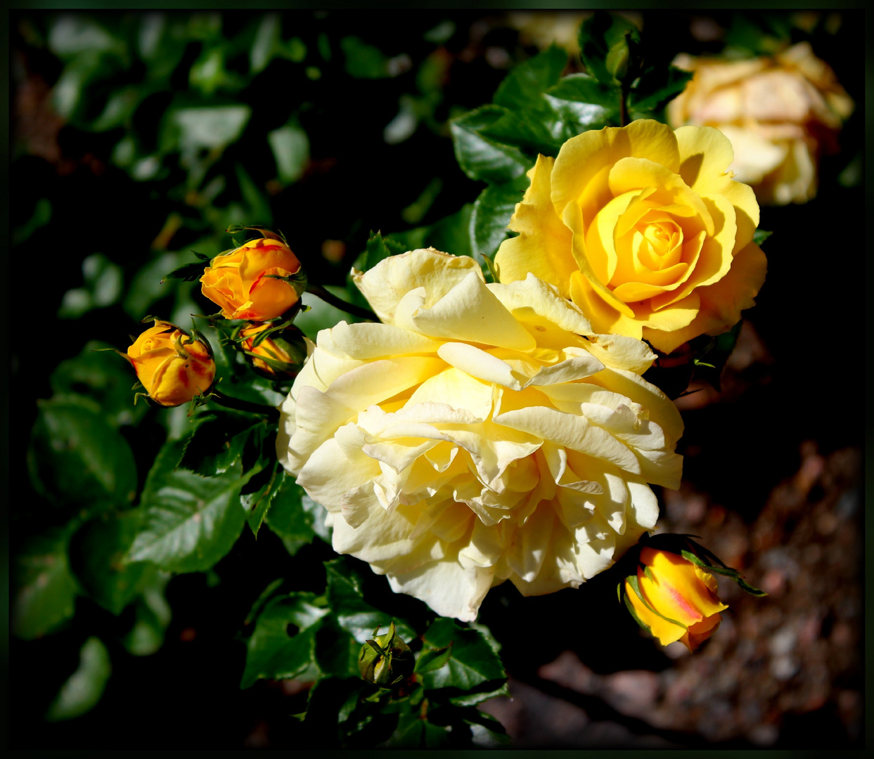 gelbe rose