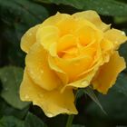 Gelbe Rose 