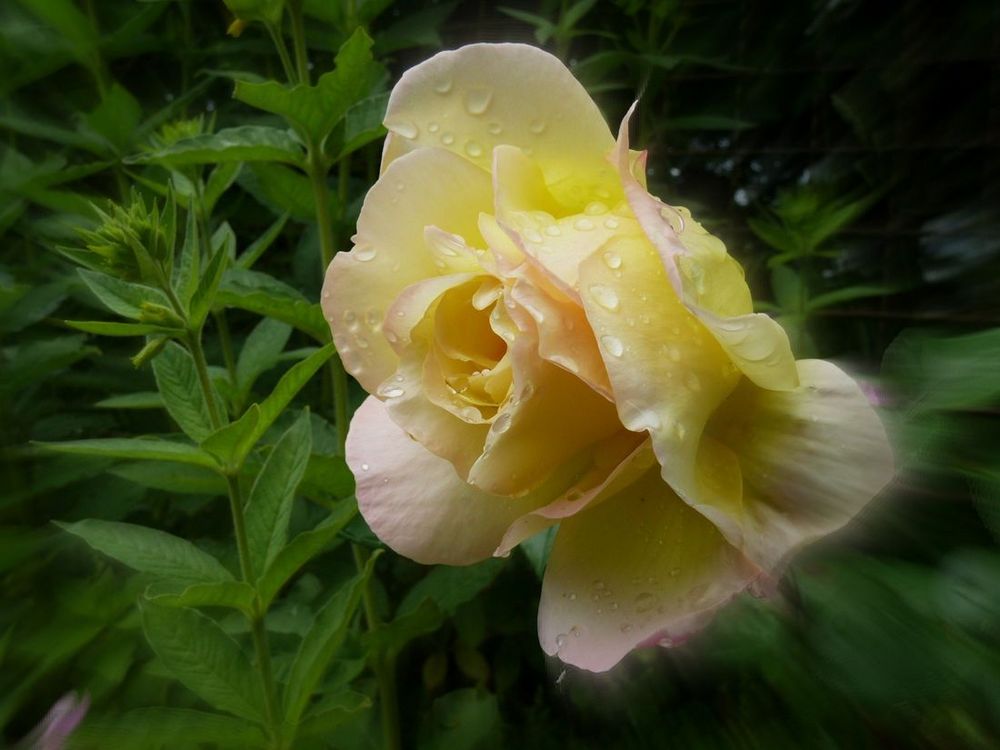 Gelbe Rose von Gerhard23