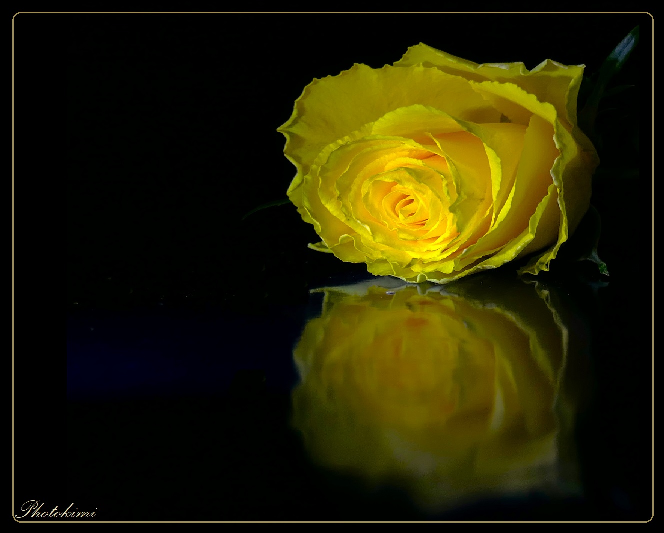 Gelbe Rose gespiegelt