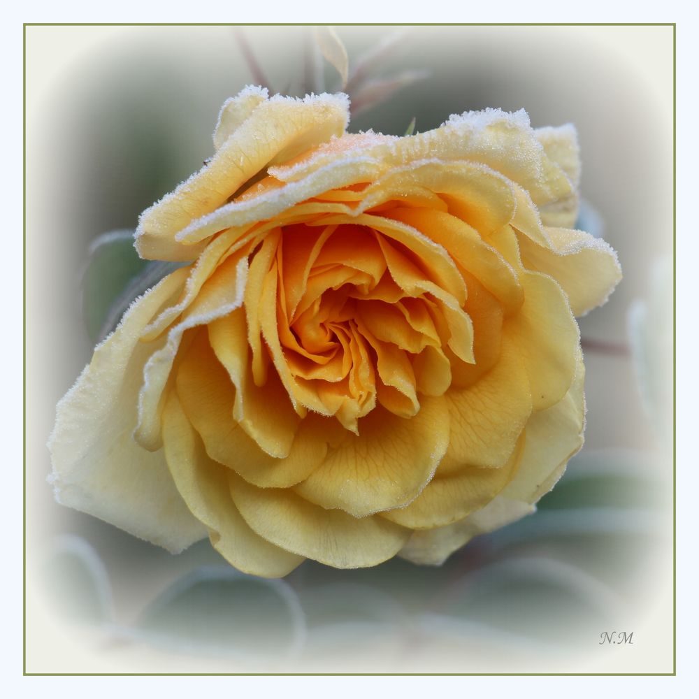 Gelbe Rose, heute Morgen
