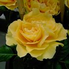 Gelbe Rose II