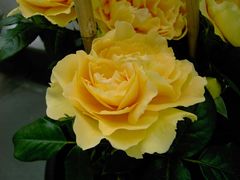 Gelbe Rose II