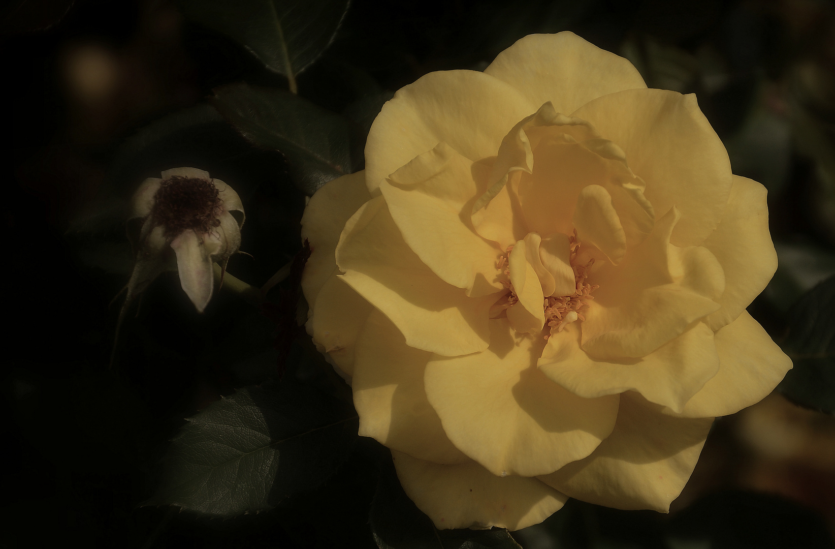 Gelbe Rose im Abendlicht