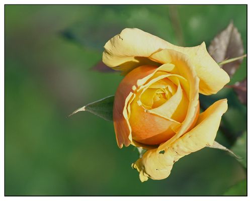 Gelbe Rose im Dezember