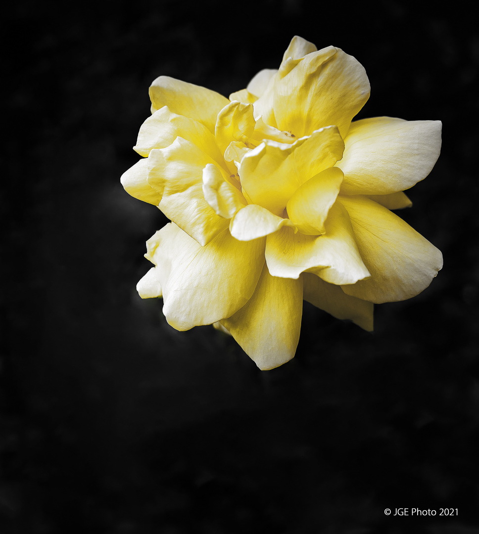 Gelbe Rose im Garten im dunklen Hintergrund