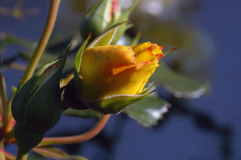 Gelbe Rose im Herbst