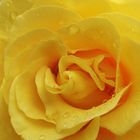Gelbe Rose im Regen