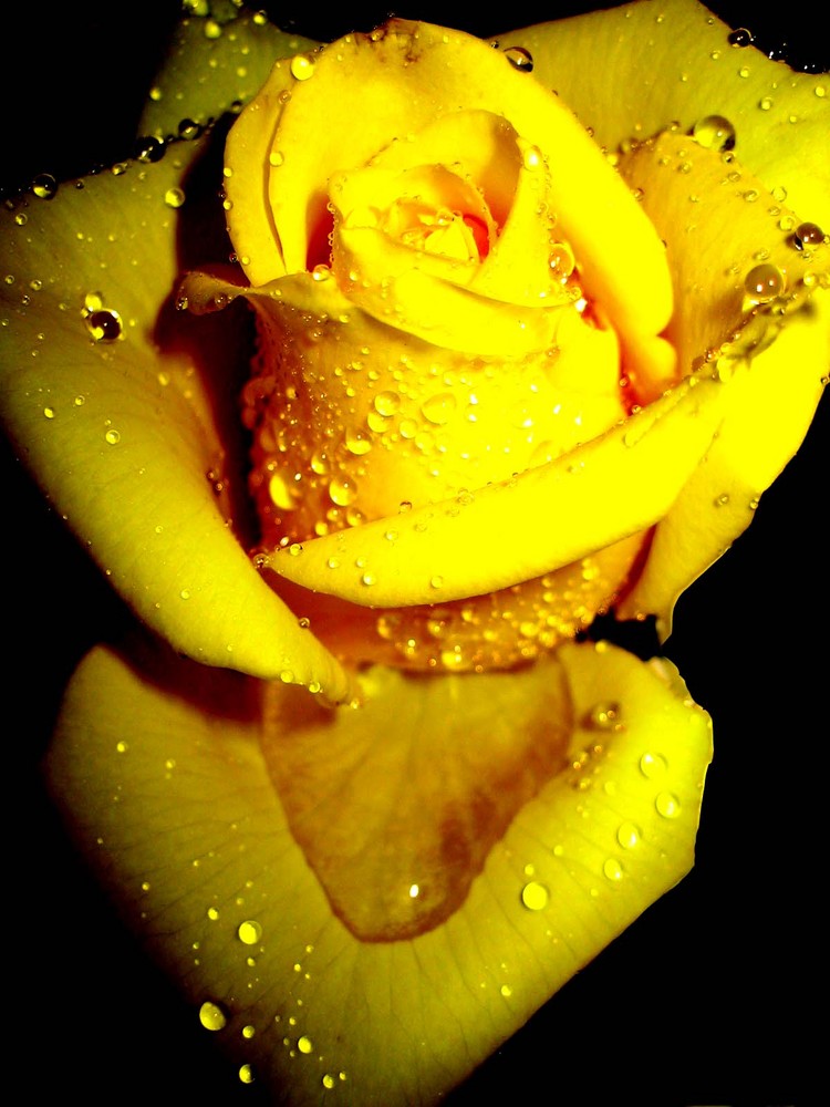 Gelbe Rose im Regen &#9829;