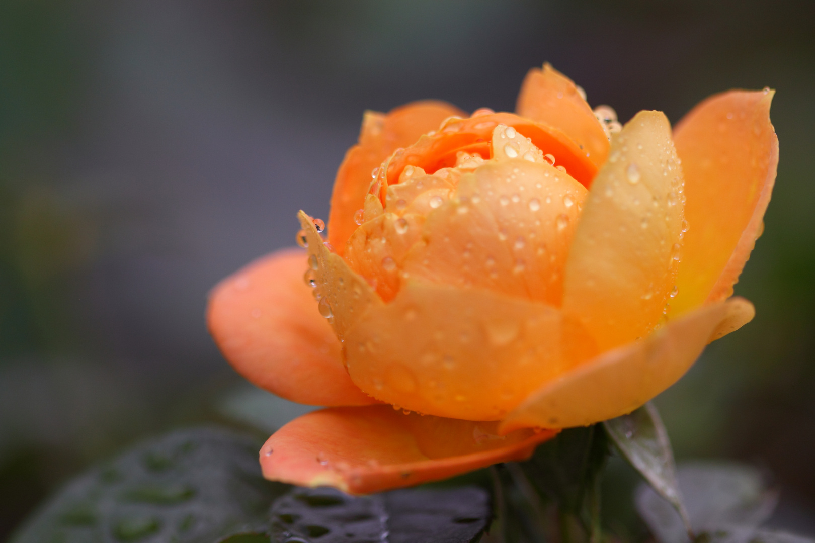 gelbe Rose im Regen