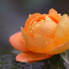 gelbe Rose im Regen
