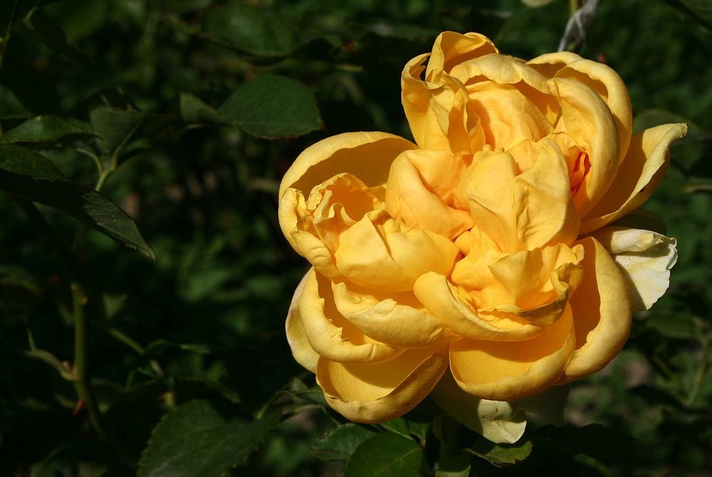 Gelbe Rose im Rosarium am Donaukanal