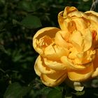 Gelbe Rose im Rosarium am Donaukanal