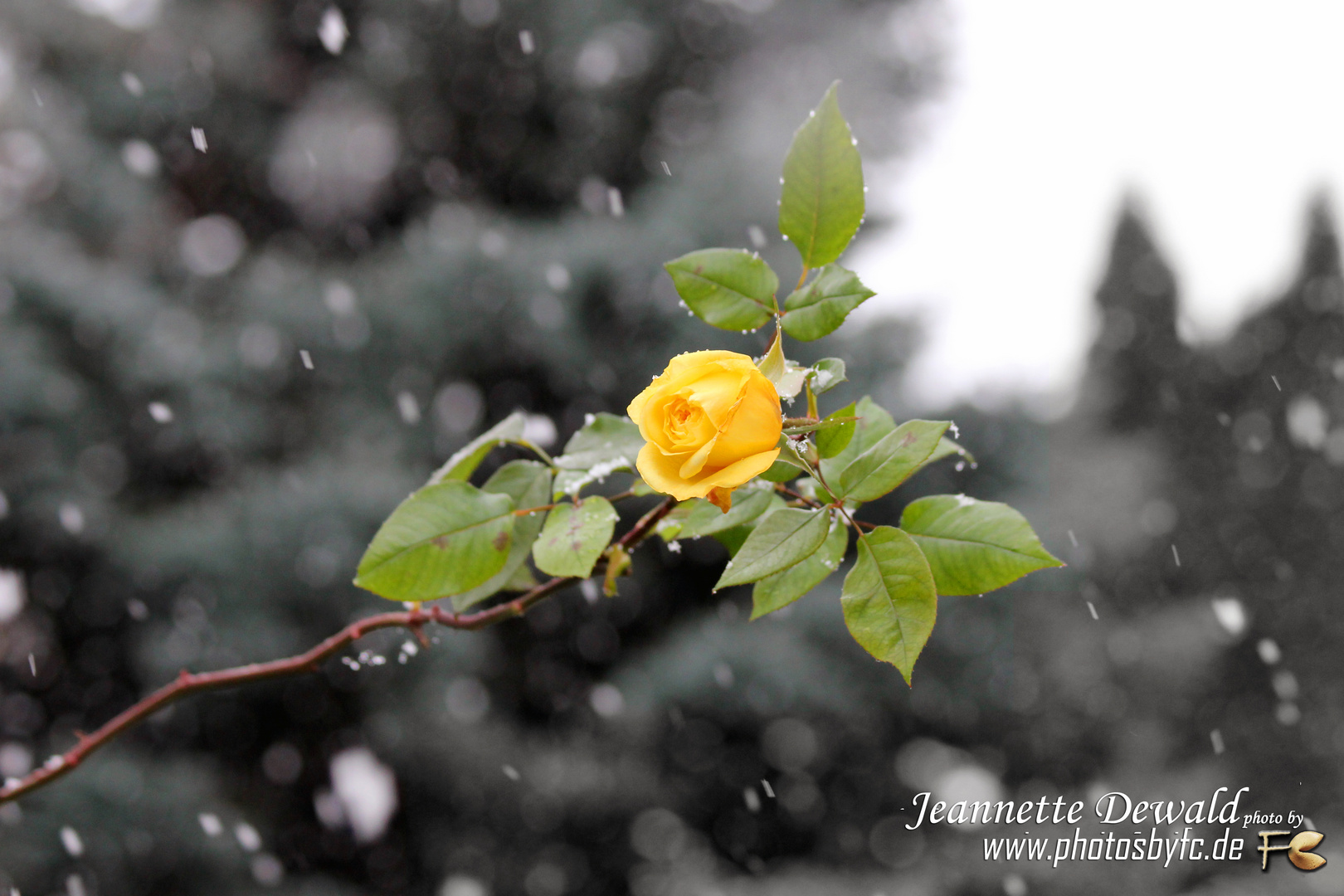 gelbe Rose im Schnee - Photos by FC - Jeannette Dewald