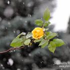 gelbe Rose im Schnee - Photos by FC - Jeannette Dewald