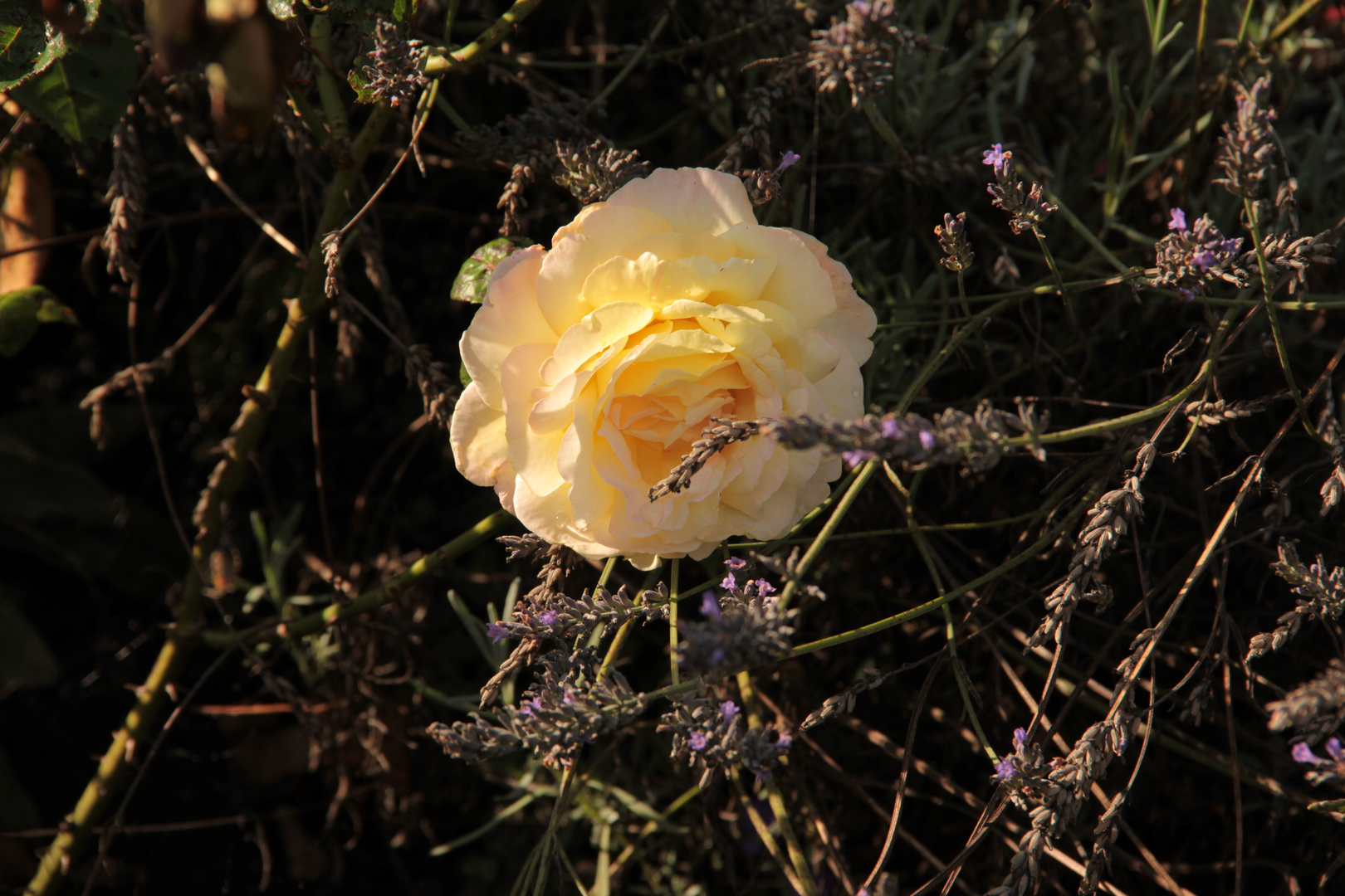 Gelbe Rose im verblühten Lavendelbeet