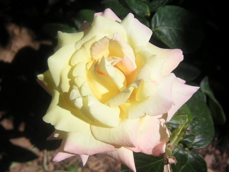 gelbe Rose in Spanien