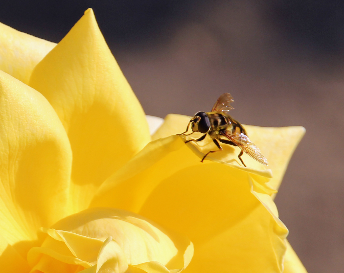 Gelbe Rose mit Besucher