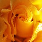 Gelbe Rose mit kleinen Tröpfchen