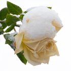 Gelbe Rose mit Schneekappe