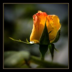 gelbe Rose mit Tautropfen