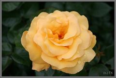 Gelbe Rose mit Wasserperlen